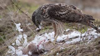 オオタカ若鳥の補食