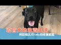 【導盲犬日常#34】導盲犬的收養生活 拜訪淘汰犬Kelly的收養家庭