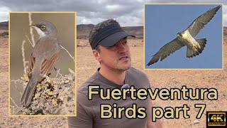 Fuerteventura Birdwatching Part 7 2025. Trumpeter Finch, Spectacled Warbler. Canon R7 \u0026 RF 200-800mm