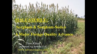 Virtual Forage Conference: Male Sterile BMR Sorghum as an Energy Forage Replacement for Corn Silage