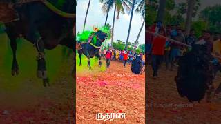 💥💔இறுதி களத்தில் துள்ளி விளையாடிய ருத்ரன் Miss U da💔😭 #jallikattu #kaalai #rip