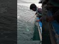 King Mackerel Caught Using Live Queenfish #fishing #kingmackerel #fishingvideo