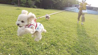 公園で伸縮リードを使ったら妹犬のはしゃぎっぷりが半端なかったｗ