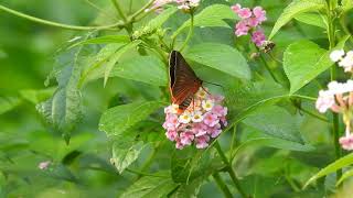 Nectaring behavior of the rare Orange Awlet (Burara jaina) butterfly video DSCN8434 14