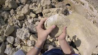 [Fouille Fossile] - Un gros Nautile, de l'ammonite en Normandie