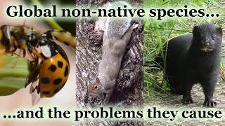 6 animals that have invaded the world - Invasive species in the UK and USA | UK Wildlife Species