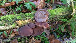 Auricularia auricula-judae, bezgova uhljevka. VID 20250130 154711