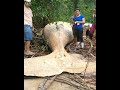 mysterious things found in forest.. 🔥😳 shorts viral forest