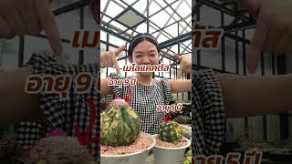 อายุ??!! เมโลแคคตัส Melocactus (melon cactus)