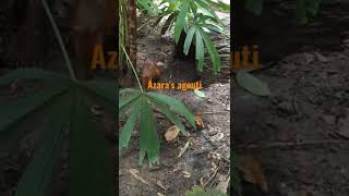 Rodent (Azara's Agouti)