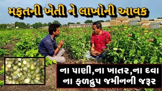 મફતીયો પાક,નબળી જમીન,ના પાણીની જરુર,ના કોઈ રોગ આવે,ના કોઈ પશુ ખાઈ,એક વખત વાવવા જાવ અને બીજી વખત લણવા