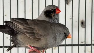 Zebra finch Pakistani setup updates bird breeding setup