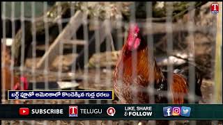 Chicken cause Bird Flu: బర్డ్ ఫ్లూ భయంతో తగ్గిన చికెన్ ధరలు | T News