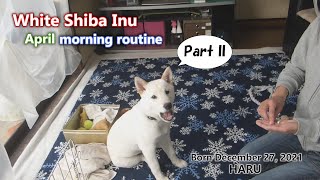 White Shiba Inu：April morning routine PartⅡ【English】