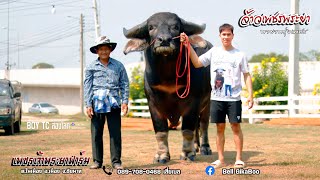 เพชรพระยา (ลูกชายรุ่งเพชร) พันธุกรรมควายเหล่าสังกัด เพชรเจ้าพระยาฟาร์มชัยนาท