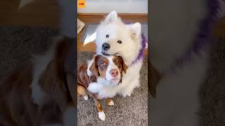 Dog's can't hug'''''''' oh really? 🎉👀😂#funnyclips #amazing #viralvideo #viralreels