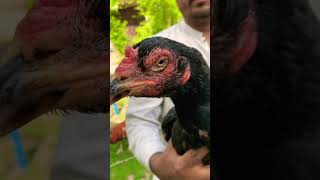 pure ganju breed hen ostad Hafiz kashif #viralvideo #aseelshorts #birds #aseel #shots