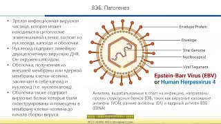 Вирус Эпштейн-Барр: современный взгляд на проблему»