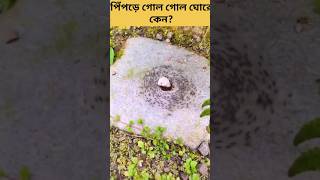 পিঁপড়েরা কখন মোড়ে যায়?when do ants die? #shorts #ants