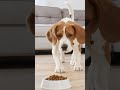 Do Beagles Eat a Lot?