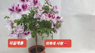 리갈계통 외목대 사랑 💕