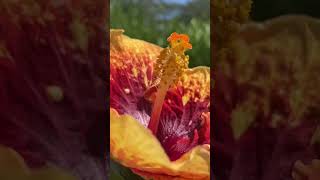 Happy Aloha Friday! Some tropical hibiscus on the Hale Koa Hibiscus Farm in Hawaii. #hibiscus #aloha