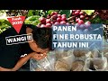 Panen Awal Kopi Robusta Lombok