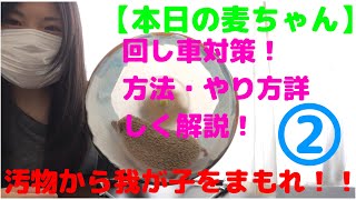 【本日の麦ちゃん】汚物からハリネズミ麦丸くんを守れ②回し車対策・やり方・方法！トイレシートのメーカーはコレで決まり！