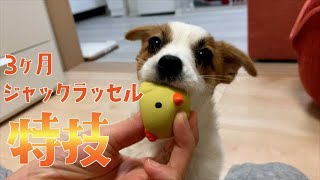 全力でおもちゃを渡してくれる3ヶ月の子犬/ジャックラッセルテリア/子犬/2日で覚えた芸