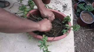 افضل طريقة لزراعة النعناع في المنزل /زراعة/طريقة رائعة لزراعة النعنع/Agriculture, planting mint herb