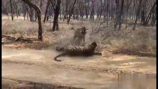 Fierce fight between two Bengal tigress