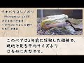 【日本産淡水魚】動画で見る　日本のヨシノボリ　 1　アオバラヨシノボリ【沖縄県産】