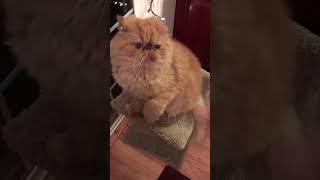 Orange 🍊 Persian cat vs hand 🤚