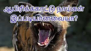 ஆபிரிக்க காட்டு நாய்கள் பற்றிய தகவல்கள் |Interesting facts about african wild dogs