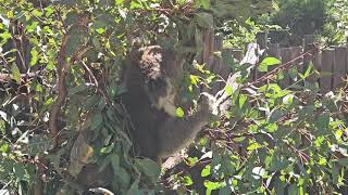 Rencontre avec un koala