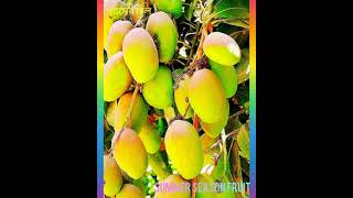 my garden summer season fruit আমার বাগানের গরমের ফল আম কাঁঠাল জাম #short