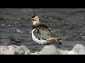 秘密マンの野鳥観察・・タゲリ２０２１年１月１８日