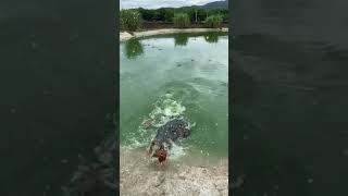 #omg 😱#crocodile #hen 😭😭#shorts