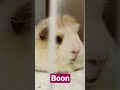 天竺鼠偶咦 guinea pig rap