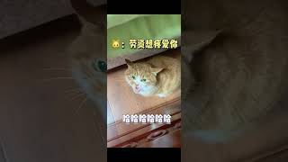 【家有猫三宝】養貓千日 用貓一時#cat #萌宠 #猫 #貓咪 #宠物生活 #pets #寵物