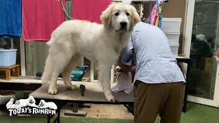 あちこち掘り返して泥だらけになったリリーです　Great Pyrenees　グレートピレニーズ