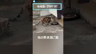 別の野良猫の為に用意されたご飯　Stray cat want to eat another stray cat's food　(地域猫・ stray cat　ショート)