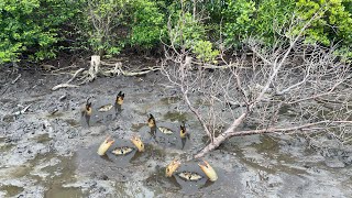 Giant Crabs Catching - Catching Mud Crabs in Mangrove Forest In Low Tide