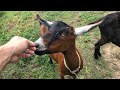 New additions to the farm - Oberhasli Dairy Goats