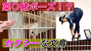 急に鉄棒したり、ポーズとったり。才能が目覚めた文鳥。白文鳥のヒナのシロちゃん　java sparrow　Lonchura oryzivora