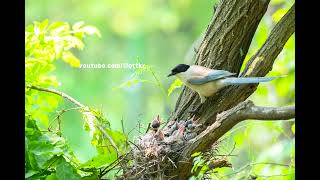 물까치, Azure-winged magpie, 참새목 / 까마귀과 / 물까치속