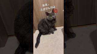 ちょっぴり暑いよるは…#shorts #short #猫 #cat #ブリティッシュショートヘア #猫のいる暮らし #猫好きさんと繋がりたい #猫動画 #猫のいる生活 #猫好き #猫かわいい #子猫