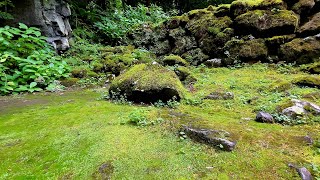 【十和田神社】苔生す森の景色集