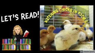 HATCHING CHICKS IN ROOM 6 by Caroline Arnold | Kids Books Read Aloud