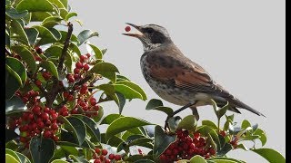 ツグミとクロガネモチ /  Dusky Thrush